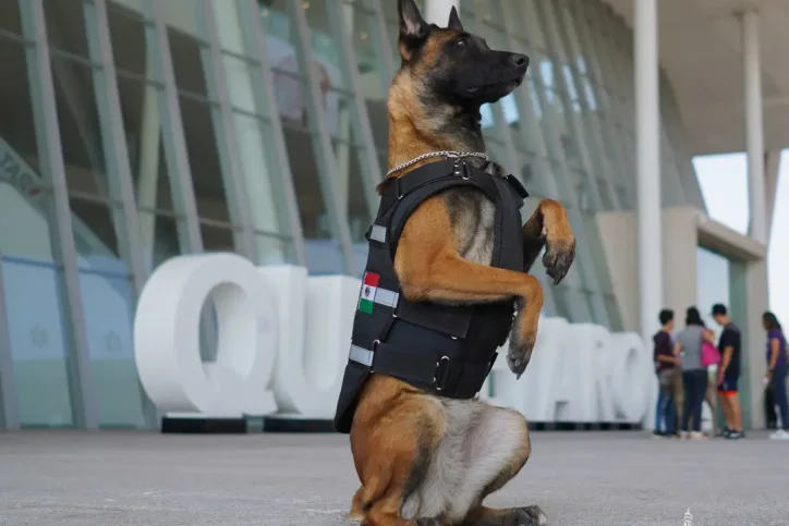 Perros-Elite-Expo-Canina-Muzaka-1