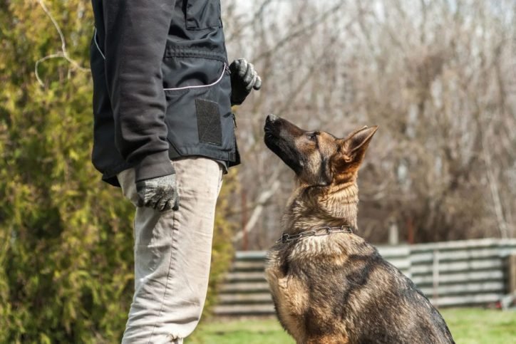 ULPS-Dog-Training-AdobeStock_214124240-1080x675