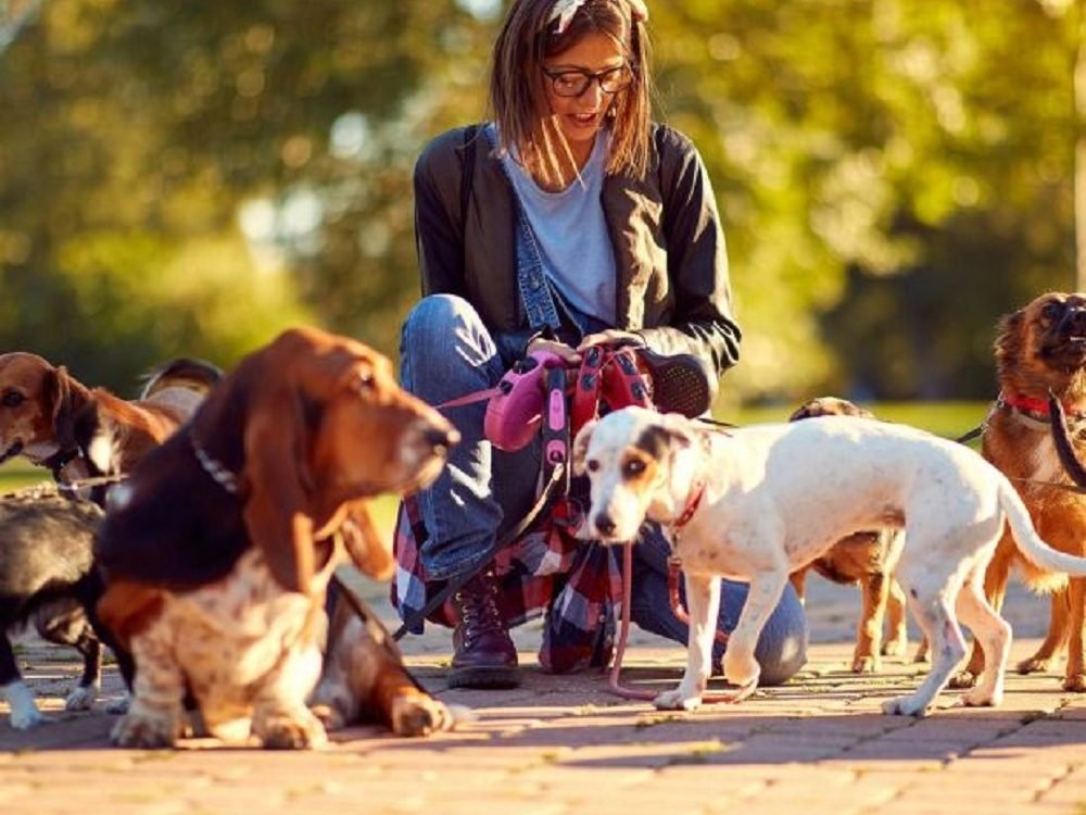 bigstock-happy-group-of-dogs-with-woman-299348758_1_621x621
